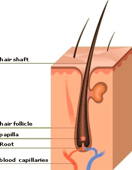 Hair Follicle
